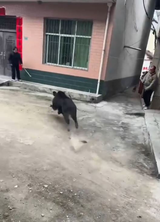 野猪闯民宅伤人 野猪闯民宅伤人