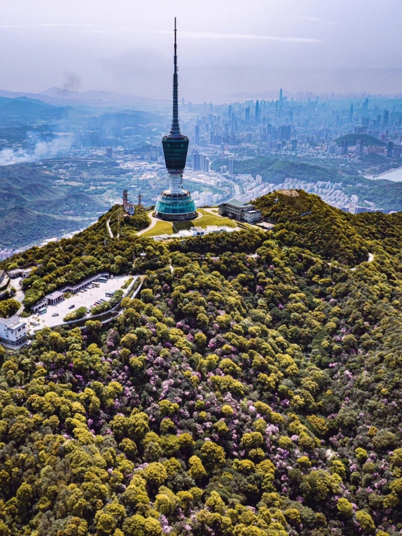 深圳梧桐山 深圳梧桐山