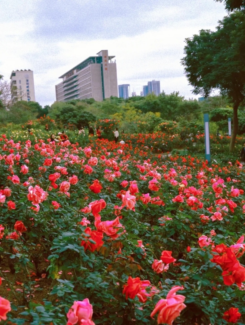 深圳香蜜公园 深圳香蜜公园