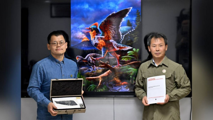 “政和八闽鸟”化石的发现令鸟类起源推前2000万年,至1.5亿年前。 新华社 “政和八闽鸟”化石的发现令鸟类起源推前2000万年,至1.5亿年前。 新华社