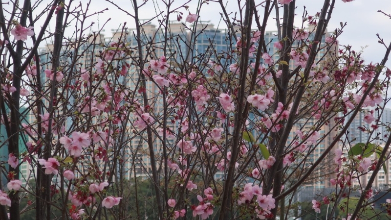 位于沙田石门的安景街公园,园内沿城门河畔种植有超过100棵樱花树 位于沙田石门的安景街公园,园内沿城门河畔种植有超过100棵樱花树