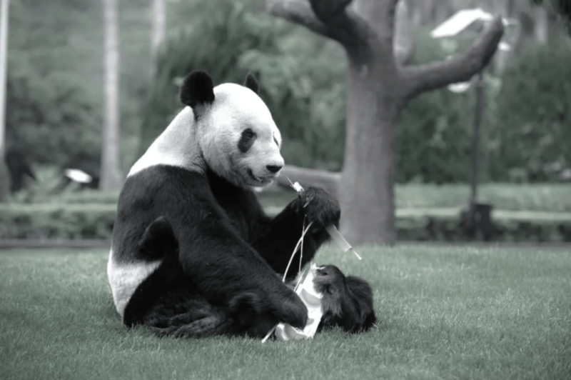 “永明”是海外自然繁育后代最多纪录的保持者。 “永明”是海外自然繁育后代最多纪录的保持者。