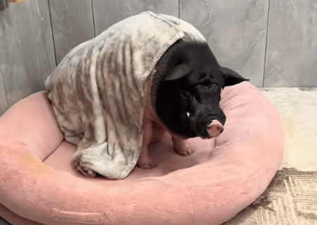 一年时间巴掌大长到150多公斤。 一年时间巴掌大长到150多公斤。