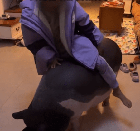 蔡女称女儿喜欢骑在猪身上玩。 蔡女称女儿喜欢骑在猪身上玩。