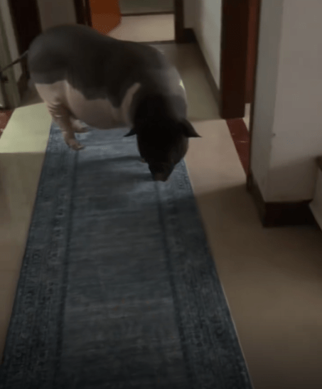 蔡女家宠物猪的生活日常。 蔡女家宠物猪的生活日常。