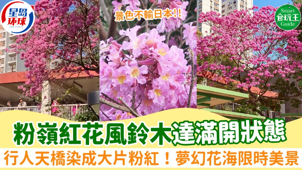 粉岭红花风铃木满开 粉岭红花风铃木满开