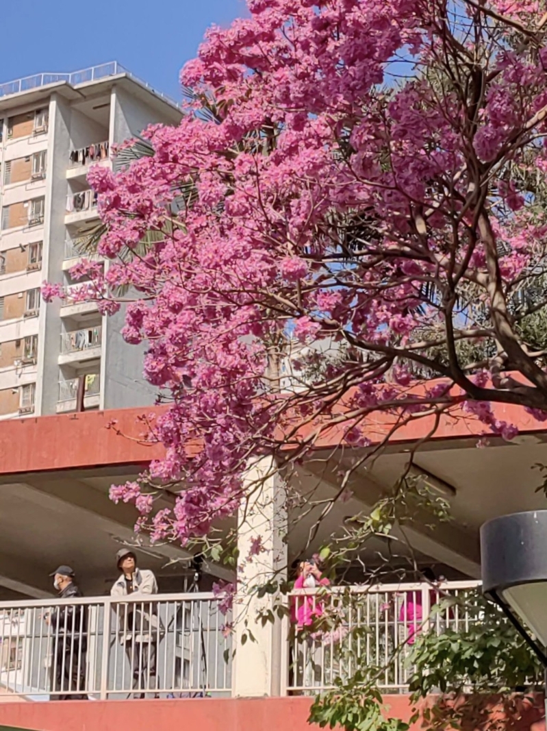 春天来临,又到红花风铃木盛放的季节,最近粉岭中心外的行人天桥出现限时美景! 春天来临,又到红花风铃木盛放的季节,最近粉岭中心外的行人天桥出现限时美景!