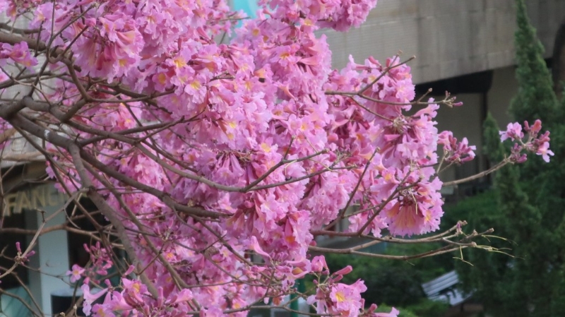 指红花风铃木现时达至满开状态 指红花风铃木现时达至满开状态