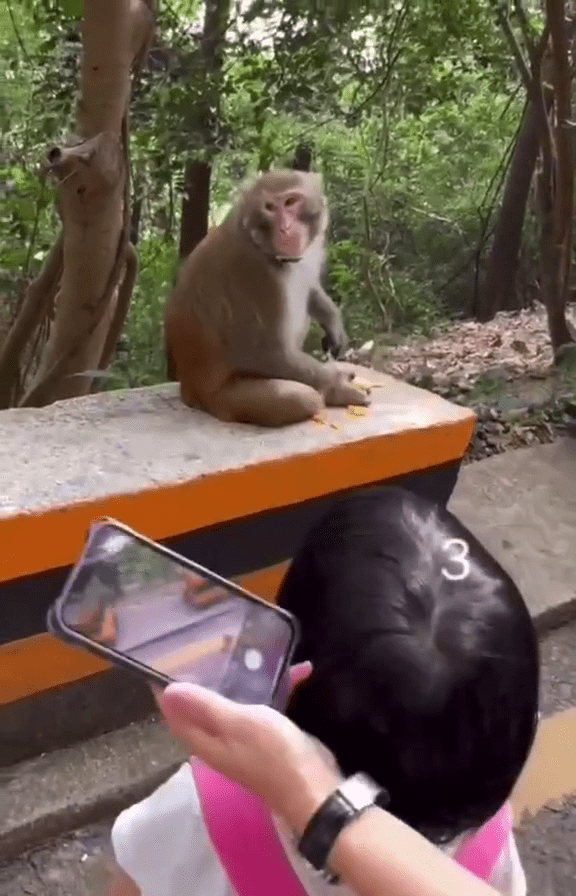 网传影片可见,一只猴子被游客围观。 网传影片可见,一只猴子被游客围观。