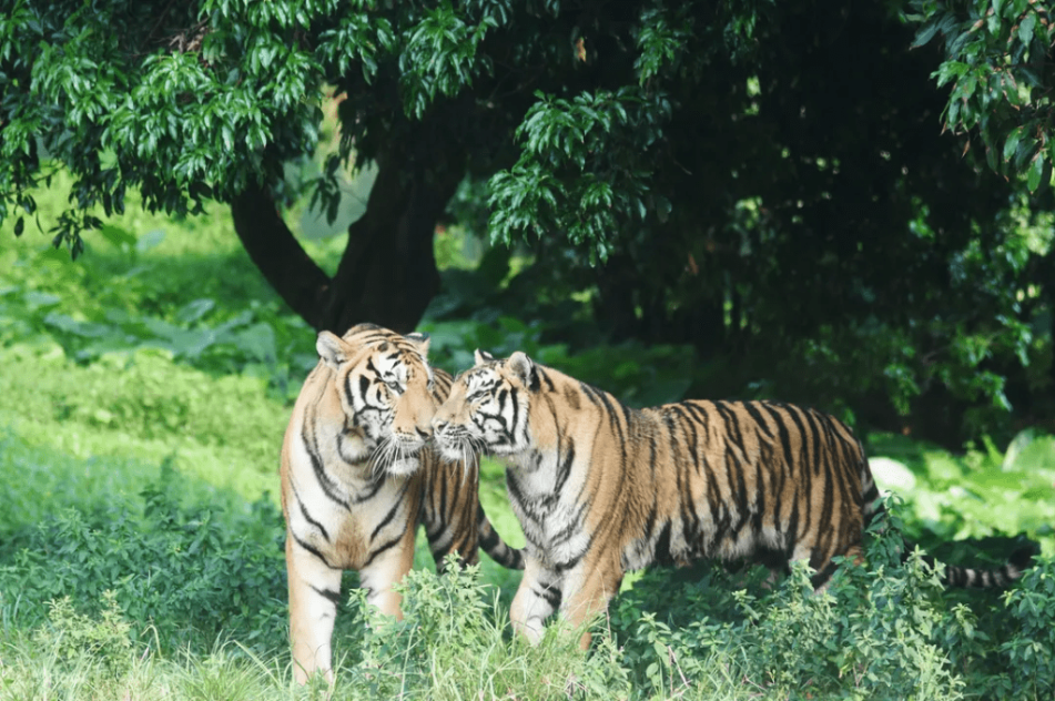 深圳市野生动物园占地面积64万平方米,是国内首家放养式的野生动物园。(图片来源:深圳市野生动物园) 深圳市野生动物园占地面积64万平方米,是国内首家放养式的野生动物园。(图片来源:深圳市野生动物园)