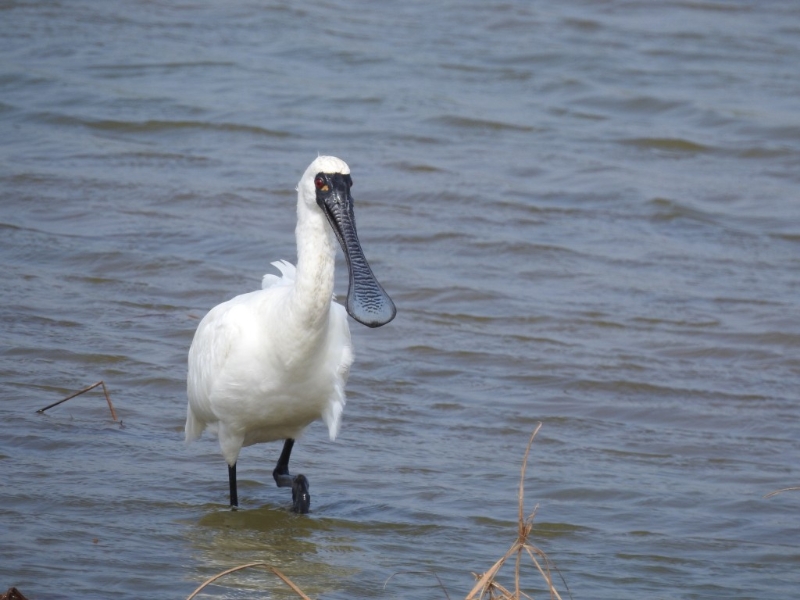 黑脸琵鹭可说是米埔的「明星」候鸟,属濒危物种,全球数量估计约6,988只。(图:WWF-Hong Kong) 黑脸琵鹭可说是米埔的「明星」候鸟,属濒危物种,全球数量估计约6,988只。(图:WWF-Hong Kong)