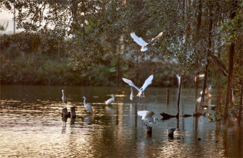 古劳水乡.png 古劳水乡.png