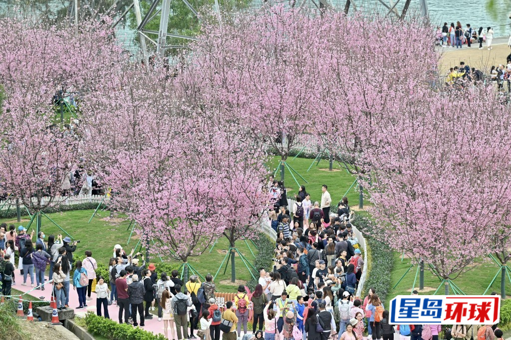 机管局自2021年起推行机场岛园景提升项目,于机场岛一带种植不同品种植物,当中最具人气的非樱花莫属。 机管局自2021年起推行机场岛园景提升项目,于机场岛一带种植不同品种植物,当中最具人气的非樱花莫属。