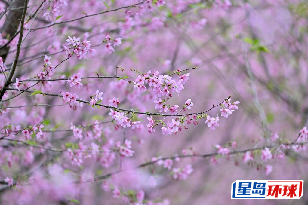 赤鲻角南路种植80株樱花成打造樱花园。 赤鲻角南路种植80株樱花成打造樱花园。