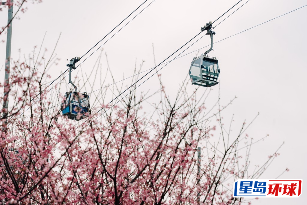 今年机管局更扩大规模,于海旁一带新种30棵樱花并名为「樱花海岸」。 今年机管局更扩大规模,于海旁一带新种30棵樱花并名为「樱花海岸」。