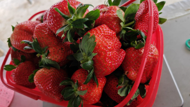 元朗果园草莓放题! 元朗果园草莓放题!