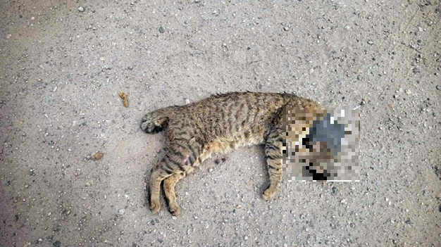 花猫遭行刑式处死。fb:香港唐猫唐狗一家亲-支持领养 花猫遭行刑式处死。fb:香港唐猫唐狗一家亲-支持领养