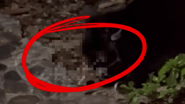 厦门多只猫被射穿脸部及身体 厦门多只猫被射穿脸部及身体