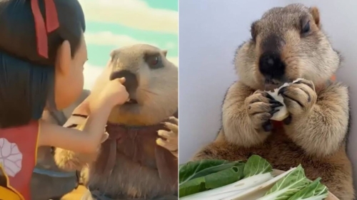 《哪吒2》大卖令民间掀起饲养土拨鼠热潮。 《哪吒2》大卖令民间掀起饲养土拨鼠热潮。