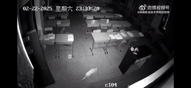 监控拍到流浪猫在课室内打斗。 监控拍到流浪猫在课室内打斗。