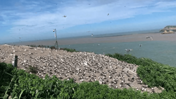 鸟类监测 鸟类监测