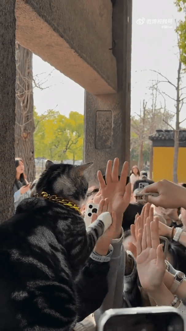 “击掌猫”与游客互动。微博 “击掌猫”与游客互动。微博