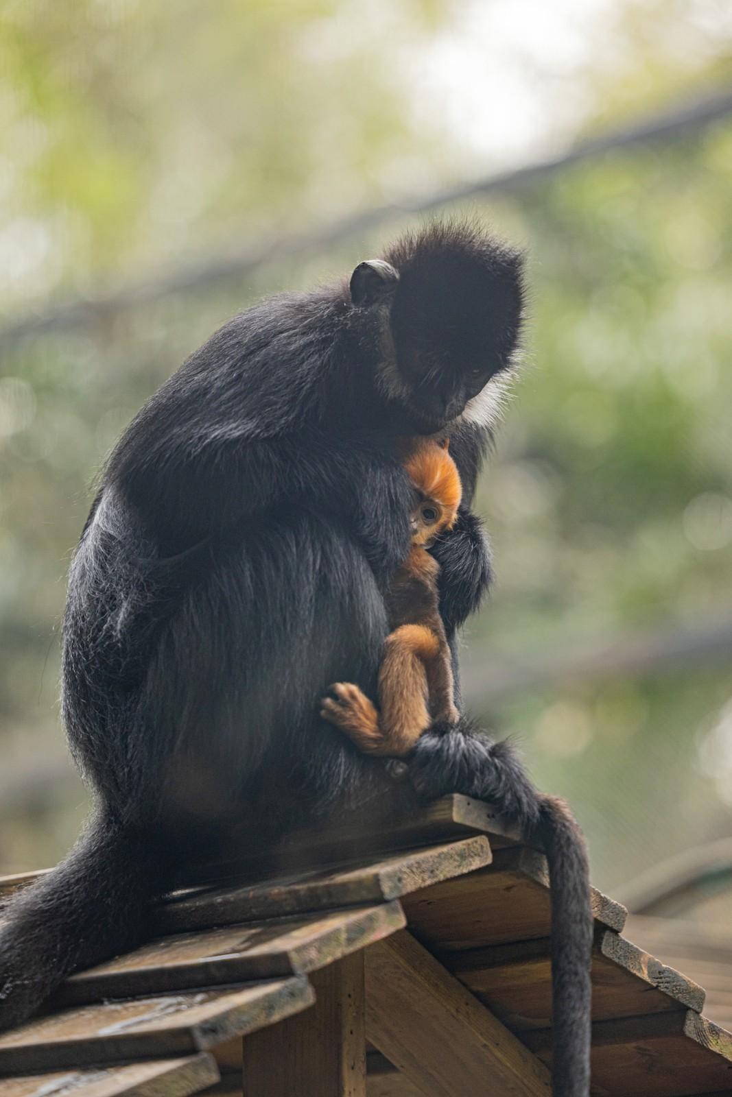 新生黑叶猴幼崽“初一”满月 新生黑叶猴幼崽“初一”满月