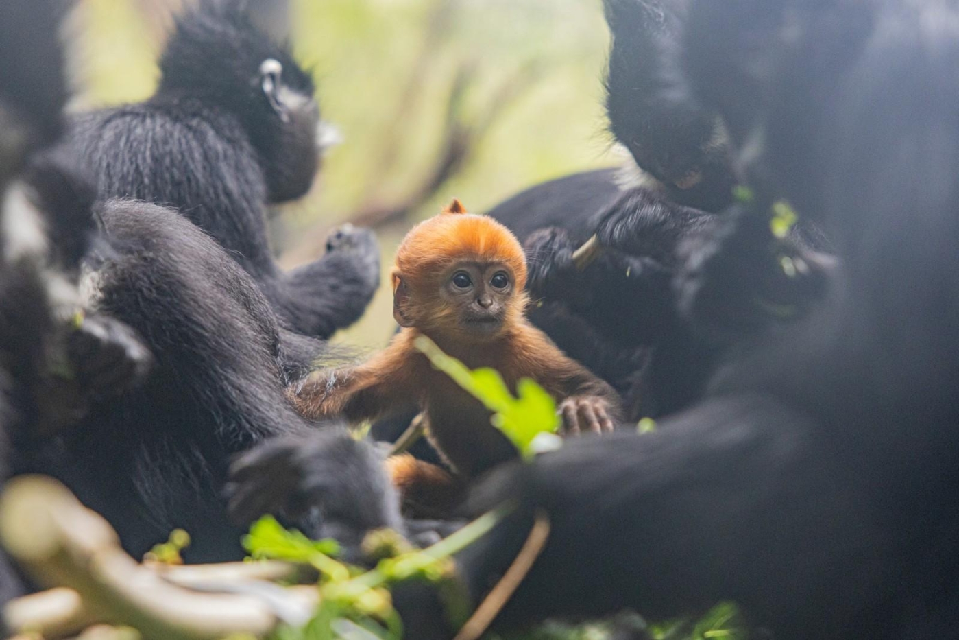 新生黑叶猴幼崽“初一” 新生黑叶猴幼崽“初一”