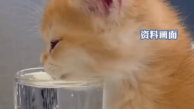 男子与猫共用水杯,致肠内爬满寄生虫险送命。 网片截图 男子与猫共用水杯,致肠内爬满寄生虫险送命。 网片截图