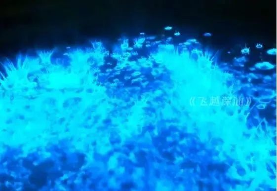 夜光藻 夜光藻