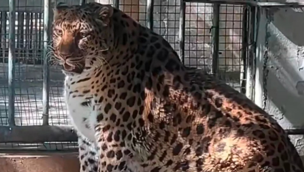 成都有动物园食用太好,令两隻黑豹和金钱豹肥到“肚腩快拖地”。 成都有动物园食用太好,令两隻黑豹和金钱豹肥到“肚腩快拖地”。