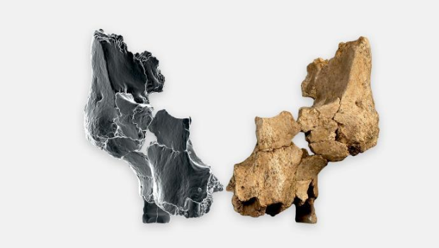 本次研究的原始化石(ATE7-1)与通过虚拟3D成像技术生成的镜像右侧 本次研究的原始化石(ATE7-1)与通过虚拟3D成像技术生成的镜像右侧