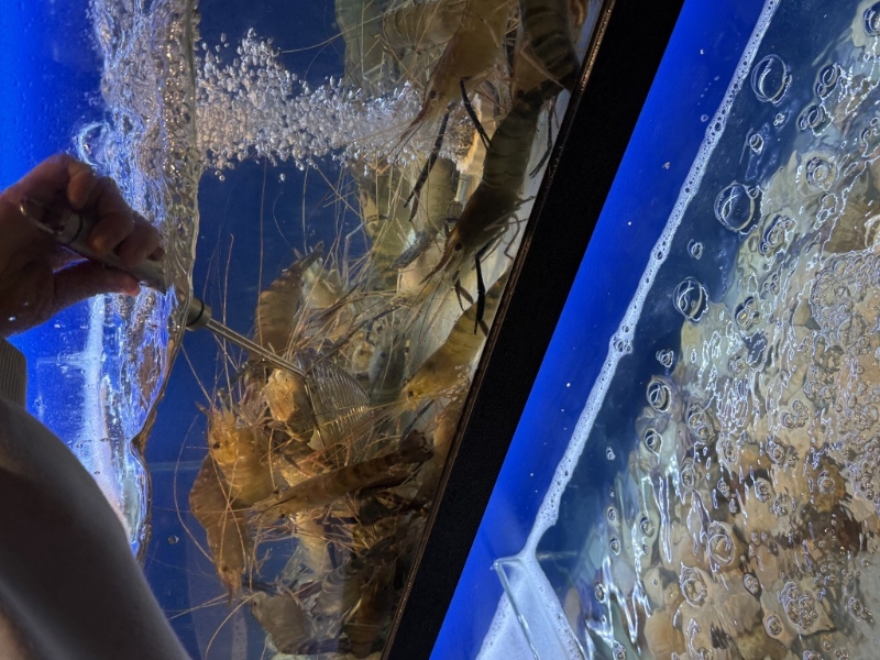 店内设有多个大型海鲜池。 店内设有多个大型海鲜池。