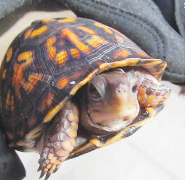 走私受保护乌龟到香港 走私受保护乌龟到香港