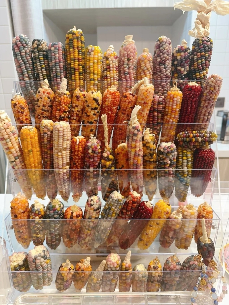 文玩玉米 文玩玉米