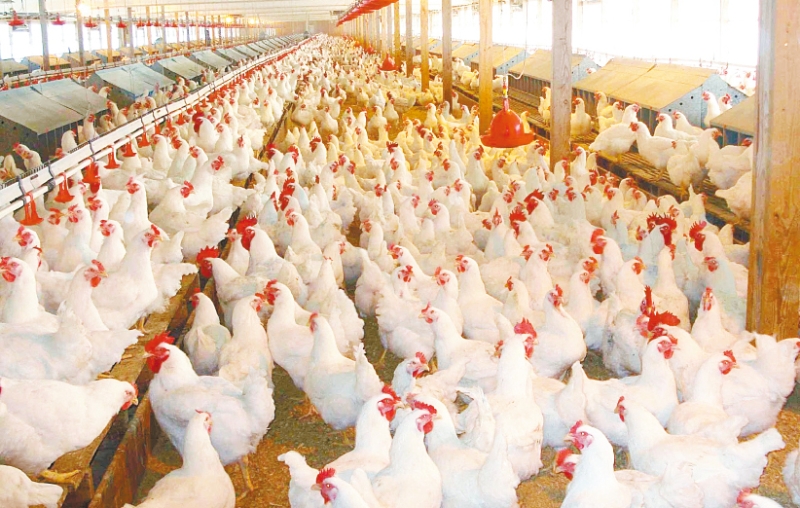 H7N9禽流感病毒。 H7N9禽流感病毒。