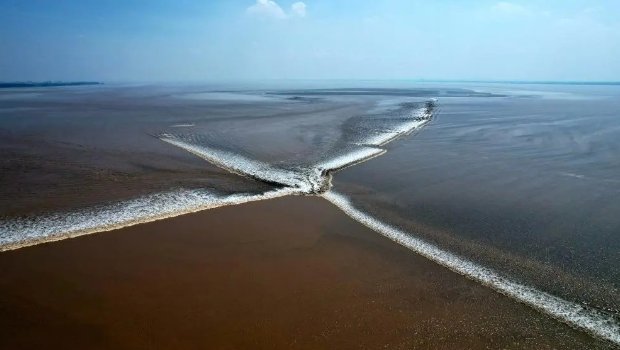 钱塘江罕现“蝴蝶潮” 钱塘江罕现“蝴蝶潮”