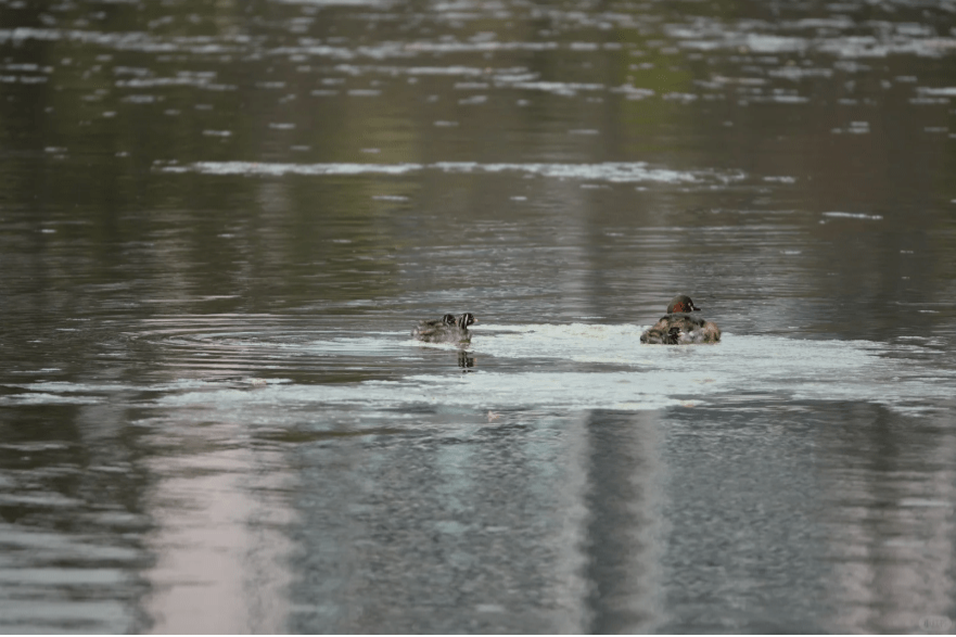 四川两男弹弓射击保护动物小鸊鷉。 四川两男弹弓射击保护动物小鸊鷉。