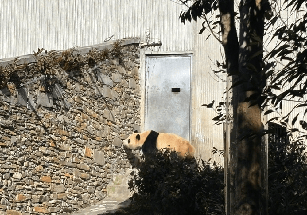 大熊猫“福宝”与公众再度见面 大熊猫“福宝”与公众再度见面