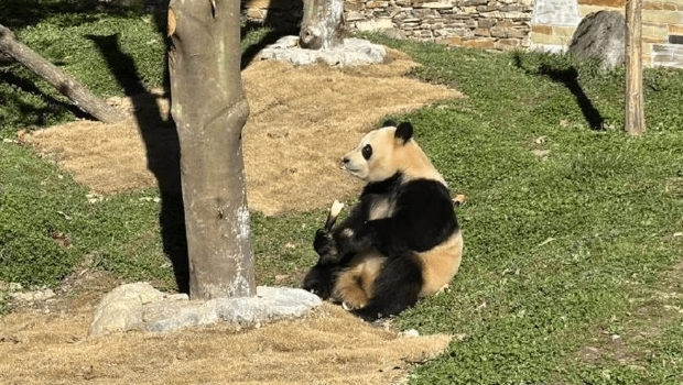 大熊猫“福宝” 大熊猫“福宝”