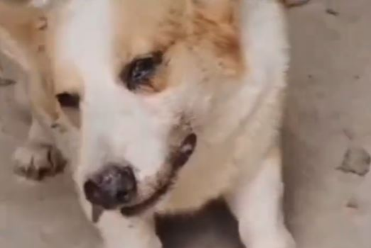 “虎儿”接受抢救时仍发脾气,把饲主手咬伤。 “虎儿”接受抢救时仍发脾气,把饲主手咬伤。