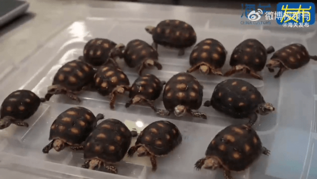 两旅客被搜出28只活体南美陆龟。 两旅客被搜出28只活体南美陆龟。