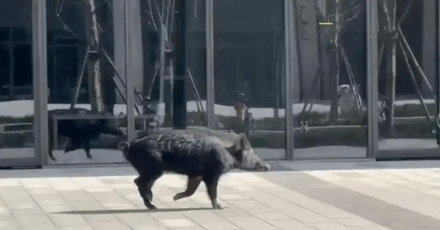 上海街头惊现一野猪狂奔。 上海街头惊现一野猪狂奔。