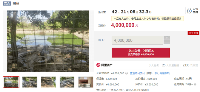 深圳法院变卖100吨活鳄鱼 深圳法院变卖100吨活鳄鱼