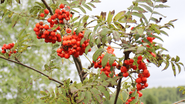 据百度百科,相思子分布于福建、台湾、广东、海南、广西、云南等地。 据百度百科,相思子分布于福建、台湾、广东、海南、广西、云南等地。
