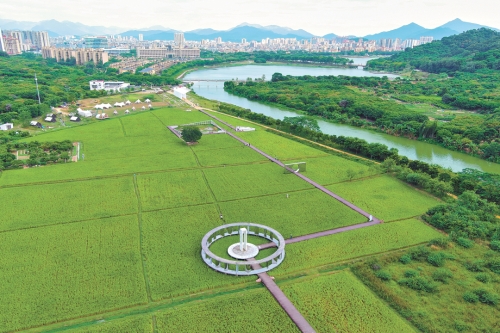 从化艾米稻香农业园位处城区,也在风云岭森林公园内,这里种植着生态水稻,已经成为一个能够服务市民的休闲空间和让市民深度感受和参与耕地保护与生态修复的窗口 从化艾米稻香农业园位处城区,也在风云岭森林公园内,这里种植着生态水稻,已经成为一个能够服务市民的休闲空间和让市民深度感受和参与耕地保护与生态修复的窗口