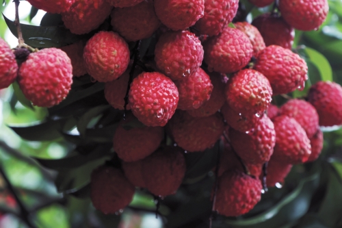 增城“荔枝皇后”仙进奉 增城“荔枝皇后”仙进奉