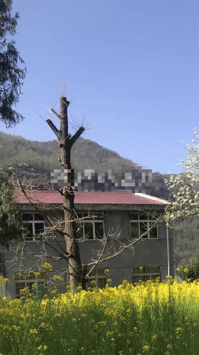 古银杏树 古银杏树