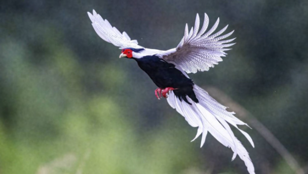 国家二级保护动物白鹇。新华社 国家二级保护动物白鹇。新华社