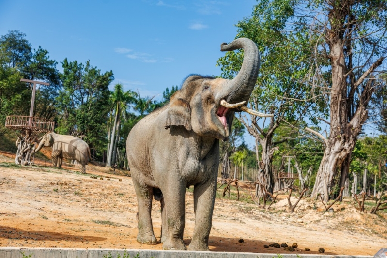 清远长隆森林王国(图片来源:KKday) 清远长隆森林王国(图片来源:KKday)